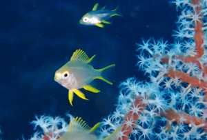 diving tulamben