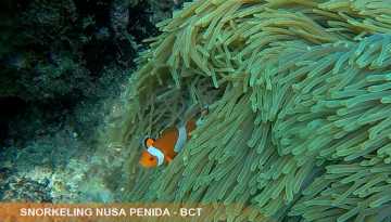 Snorkeling Nusa Penida