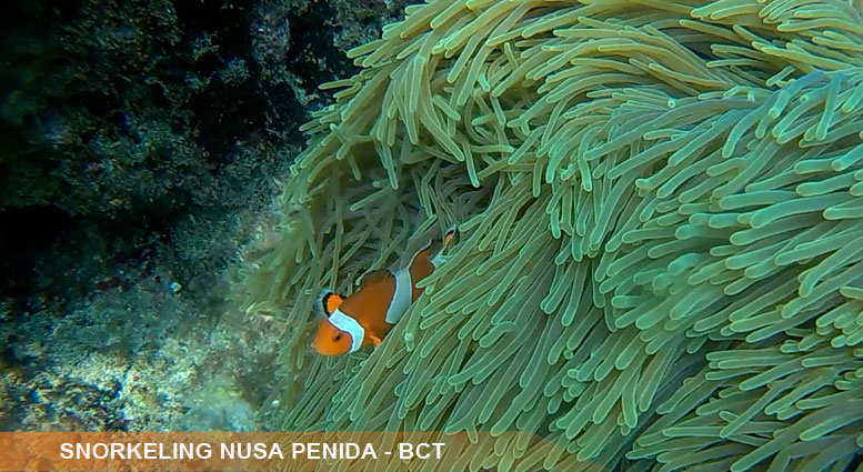 Snorkeling Nusa Penida